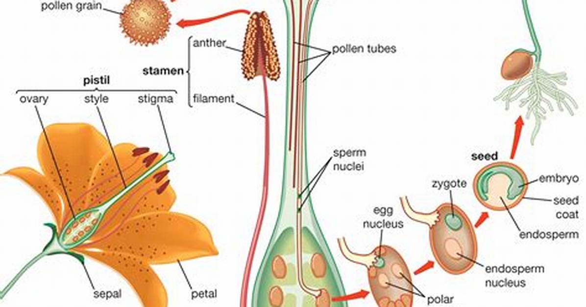 In a Flower Staminode Represents?