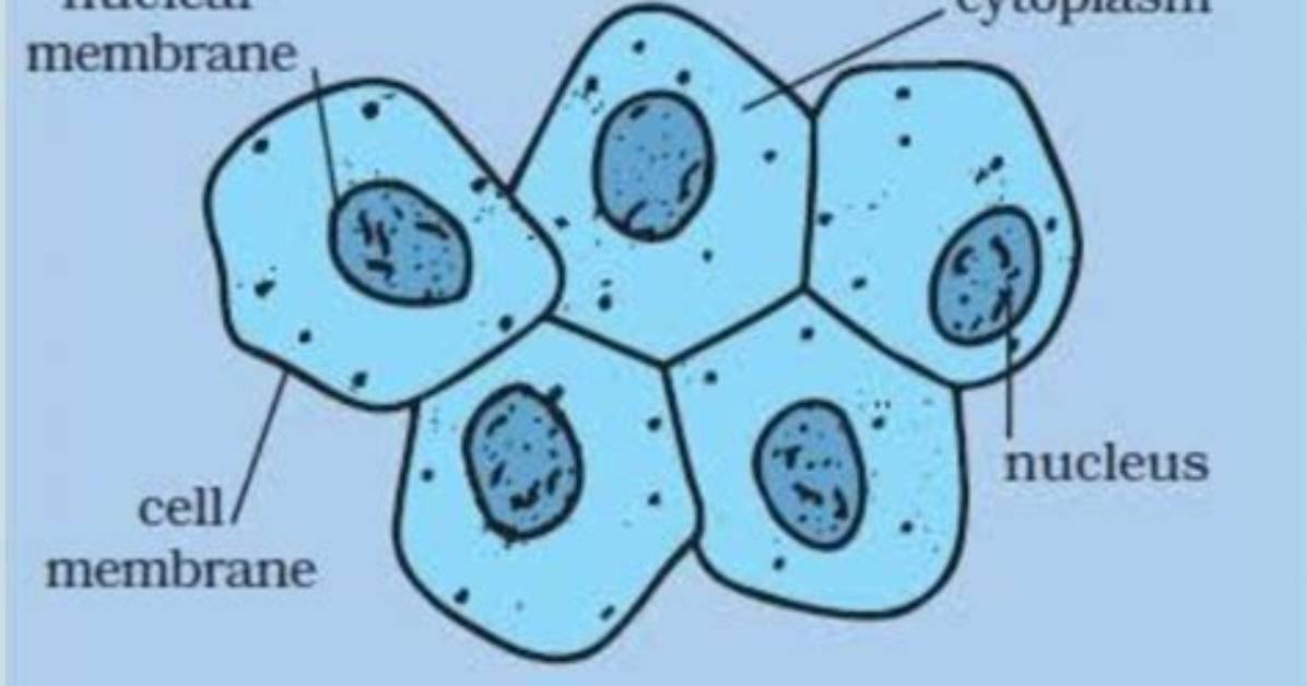 In a Human Cheek Cell?