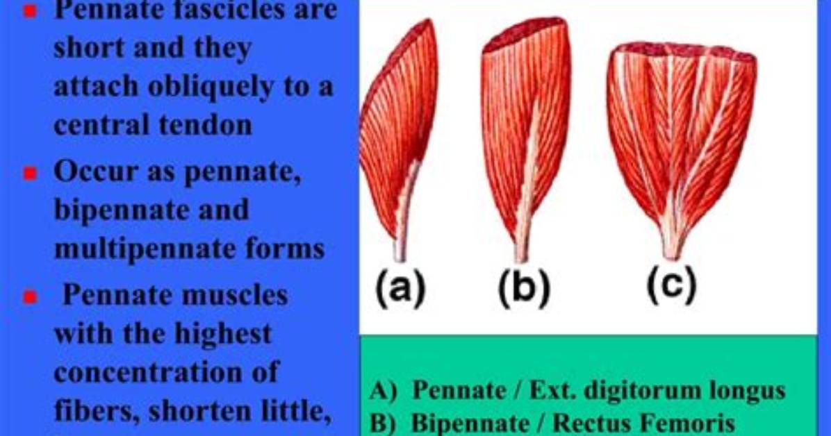 In a Pennate Muscle Pattern?
