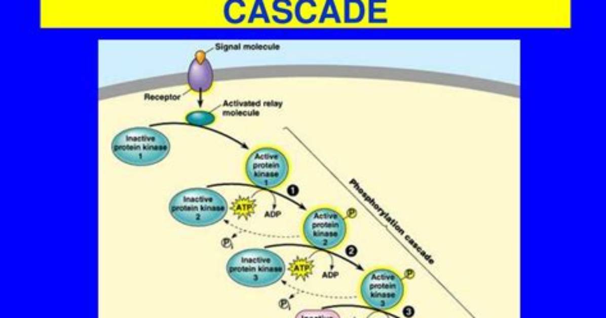 In a Phosphorylation Cascade Phosphorylate Proteins?