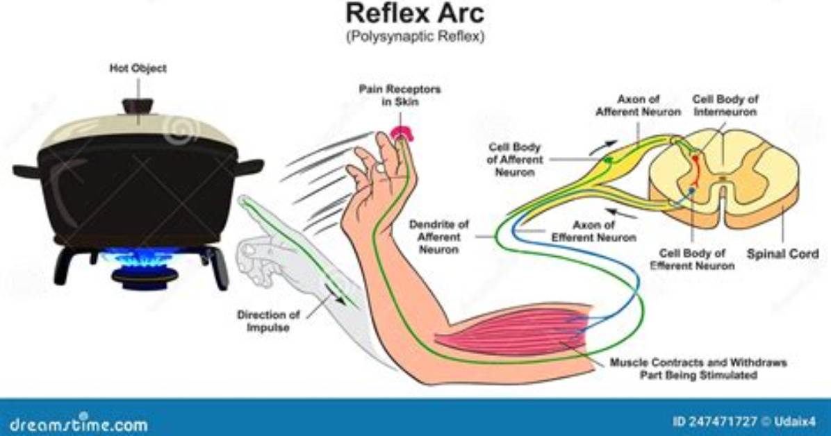 In a Polysynaptic Reflex Arc?