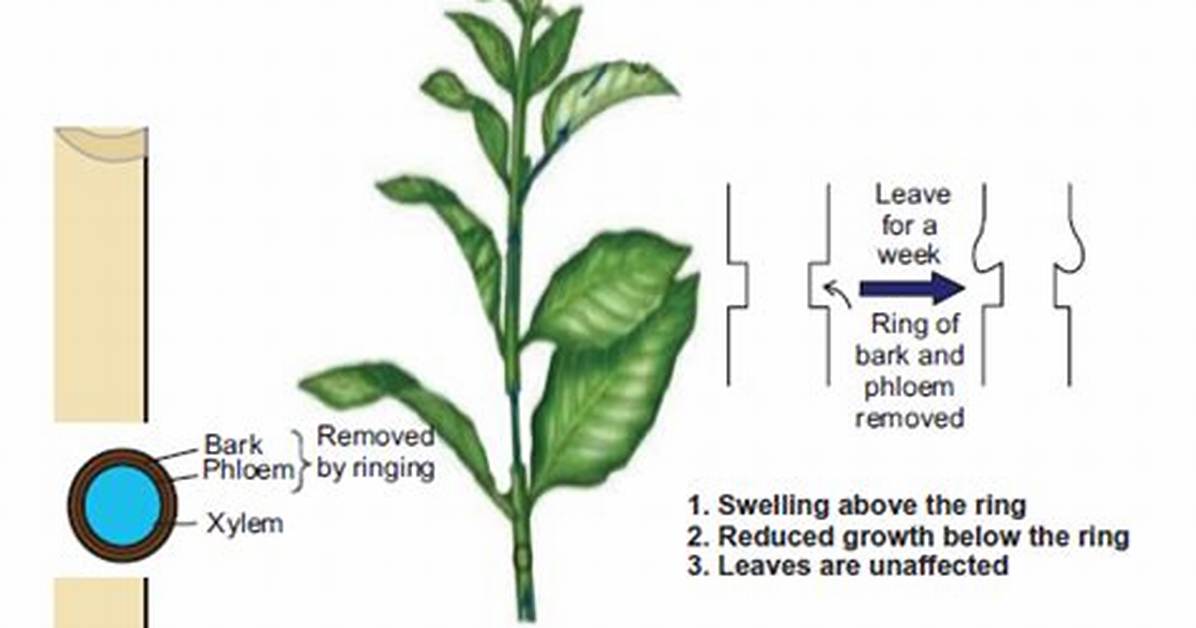 In a Ring Girdled Plant?