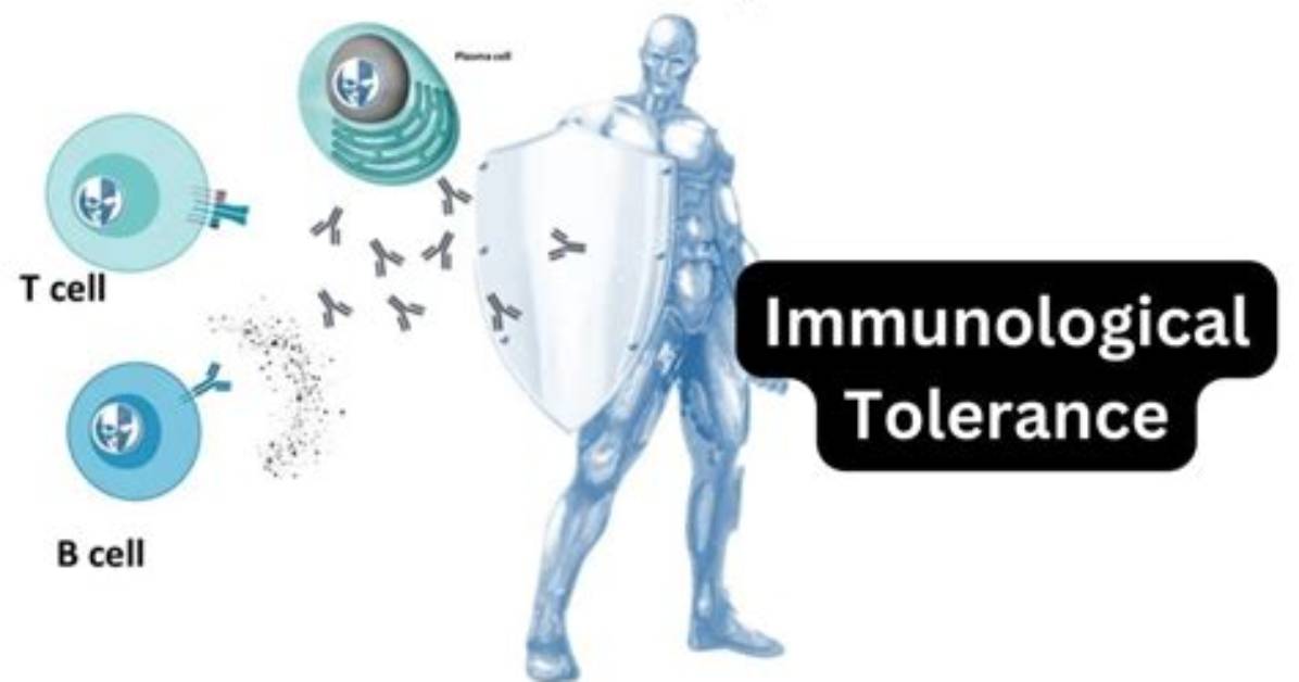 In Acquired Immunological Tolerance?