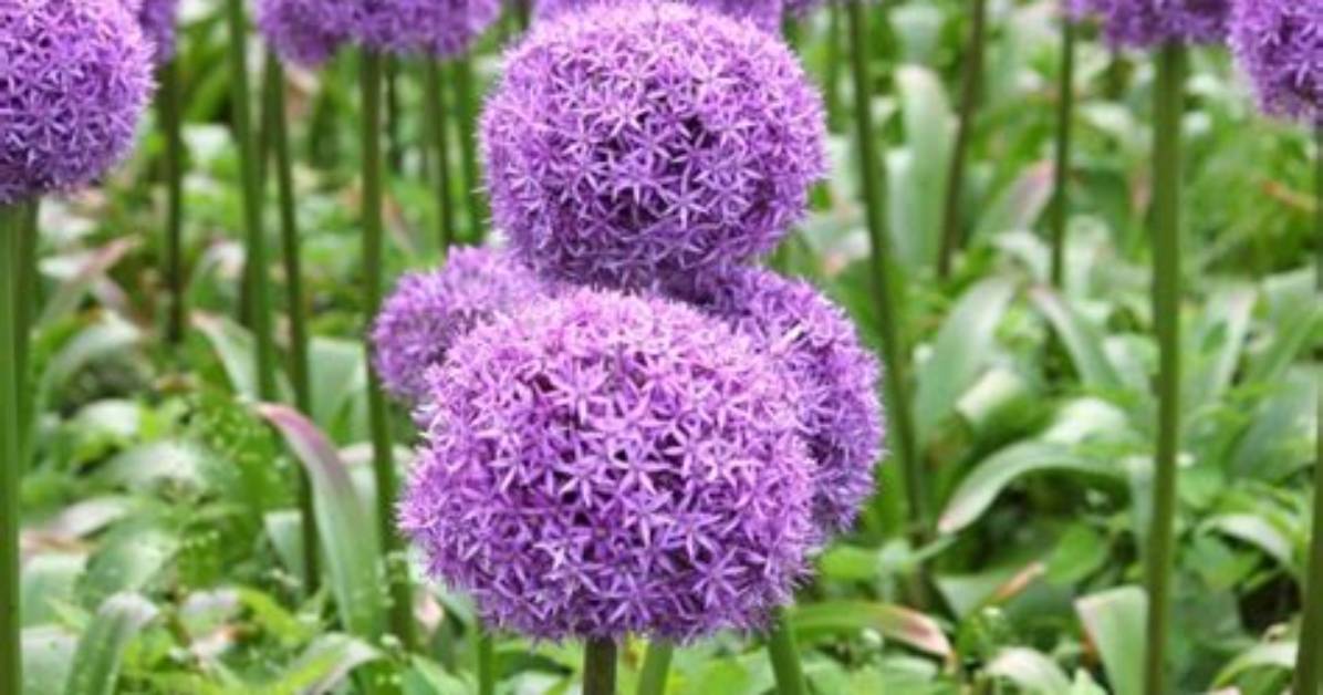 In Allium the Leafless Part?