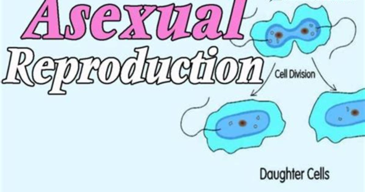 In Asexual Reproduction Involves?