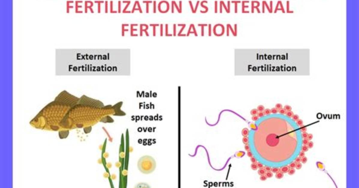 In Close Comparisons External Fertilization?