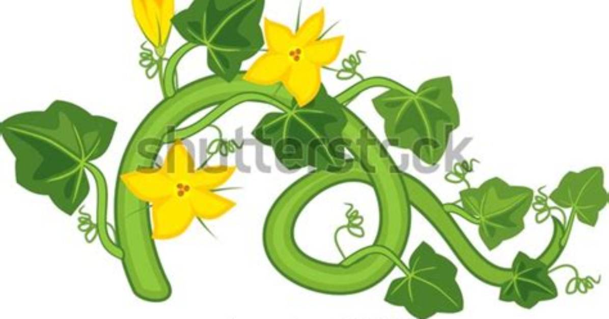 In Cucurbita Tendrils Develops from Modified?