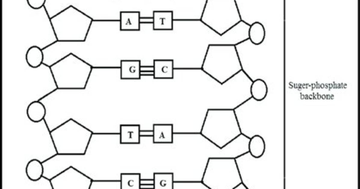 In Double Stranded Dna?