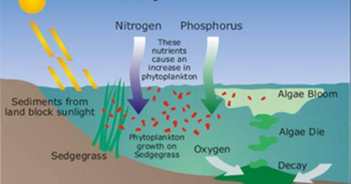 In Eutrophication Which One Has a Sudden Increase?