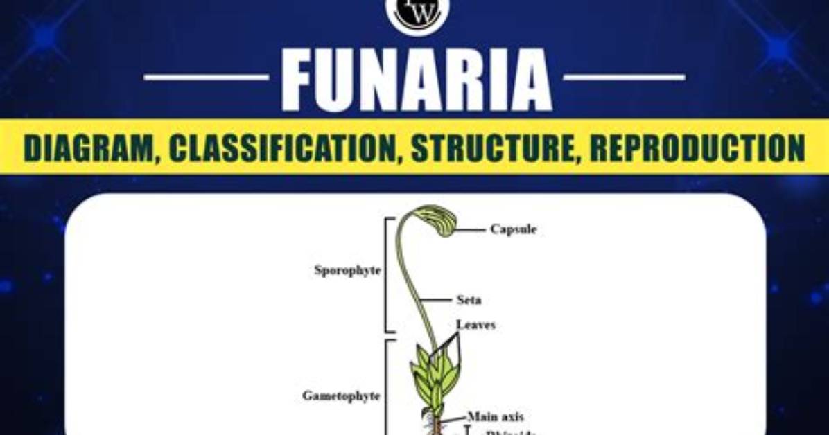 In Funaria Haploid Structure Is?