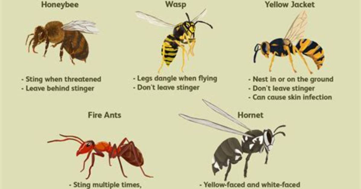 In Ground Bee Sting?