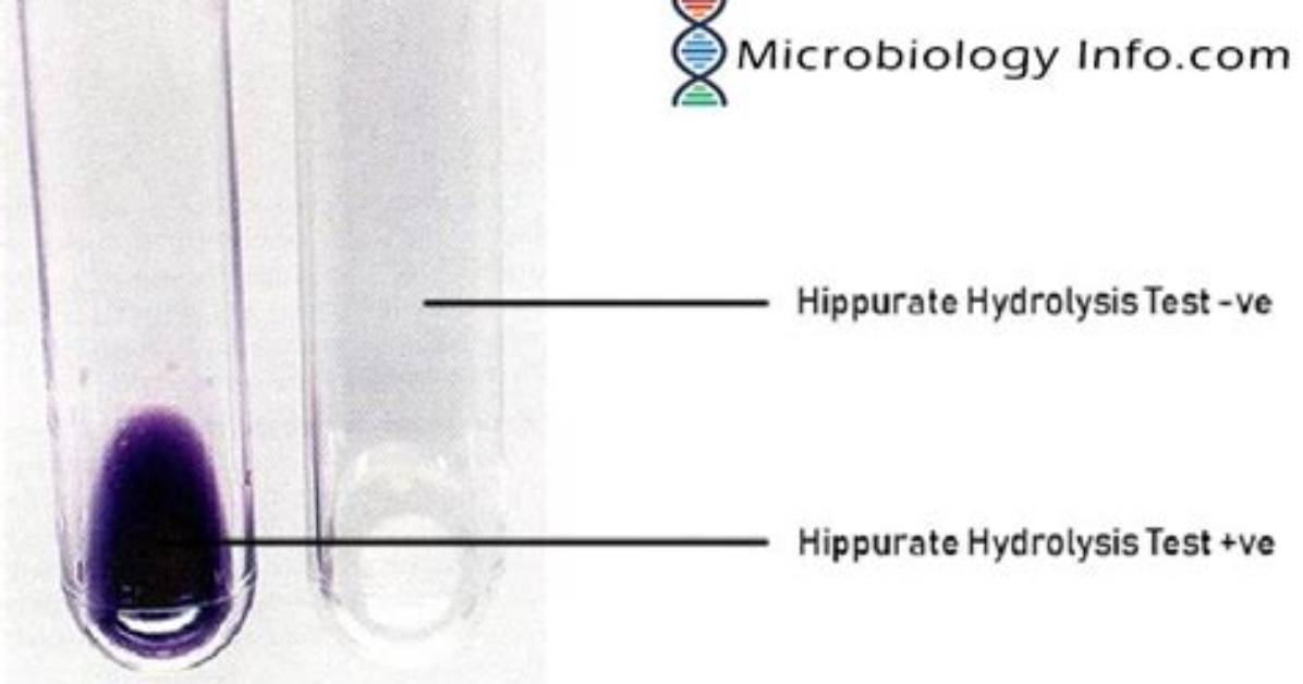 In Hippurate Hydrolysis Test?