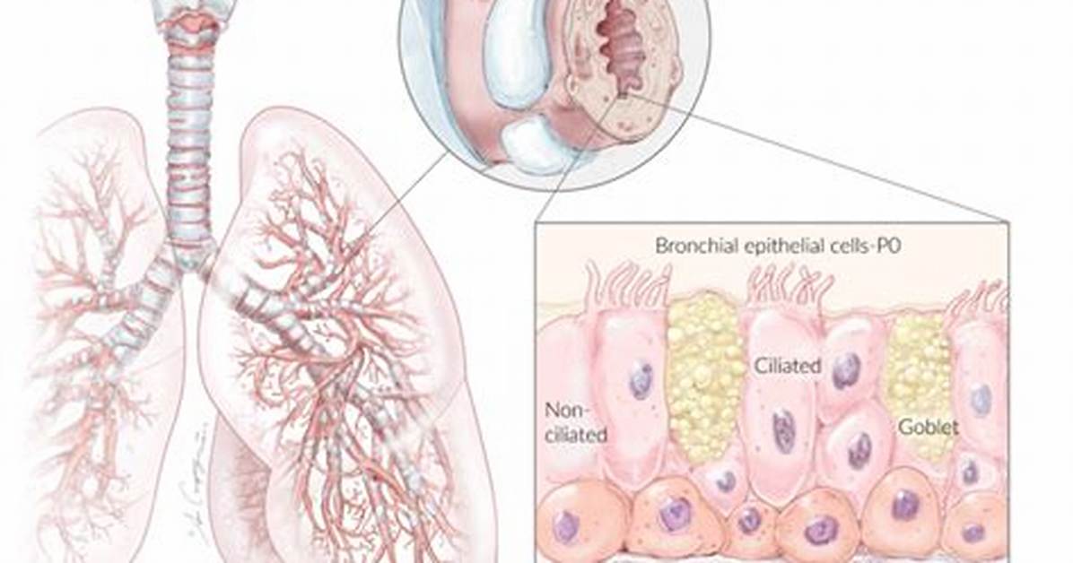In Human Bronchial Epithelial Cells?