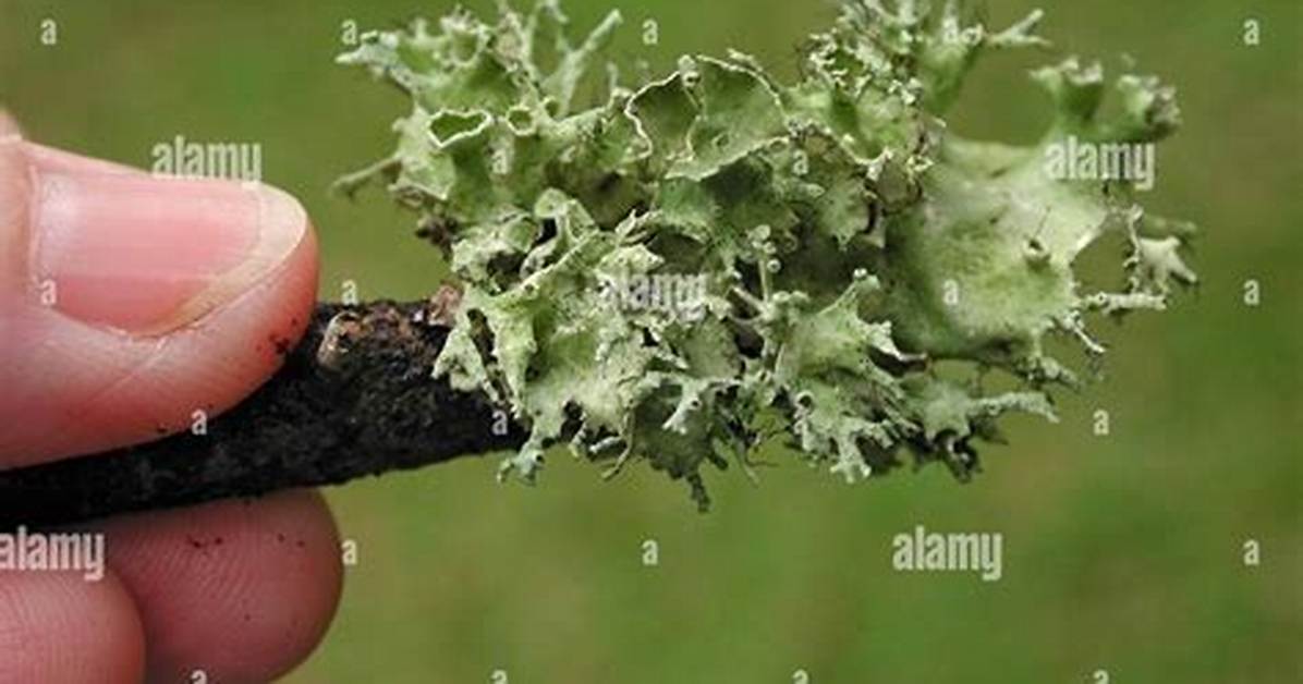 In Lichens Algae Provide?