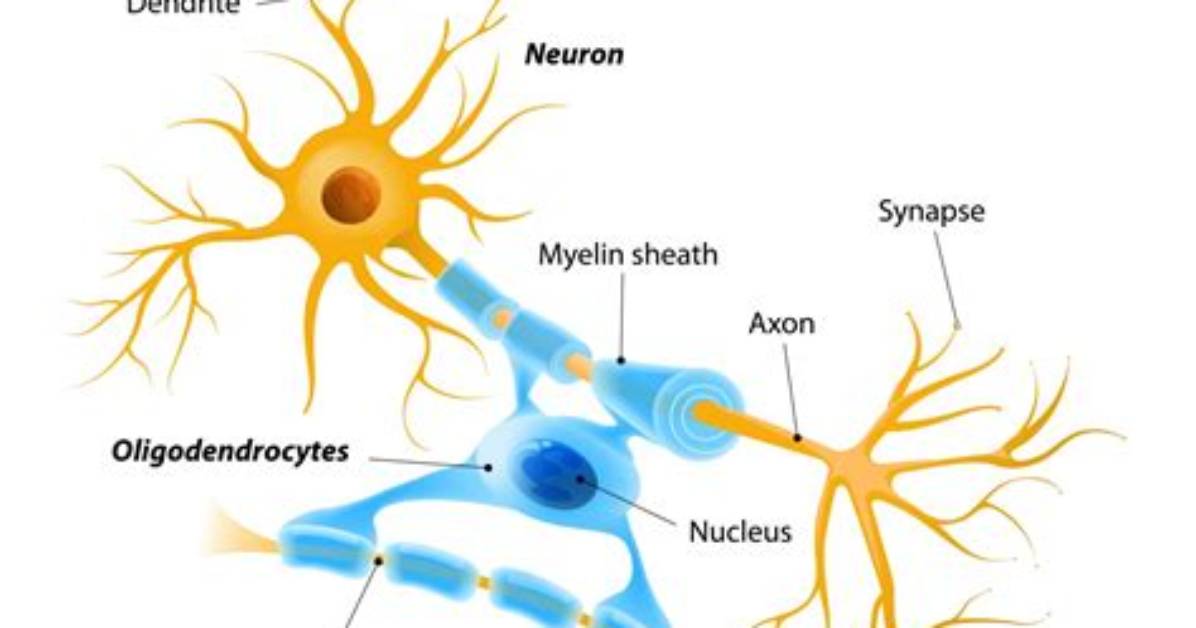 In Multiple Sclerosis Oligodendrocytes?