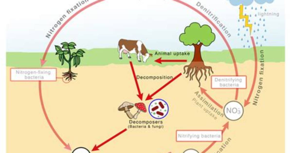 In Nitrogen Cycle What Is Ammonification?