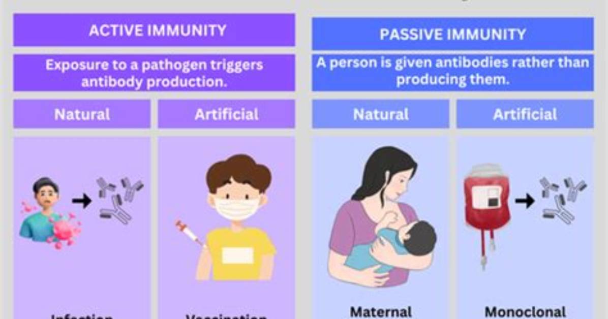 In Passive Immunization the?