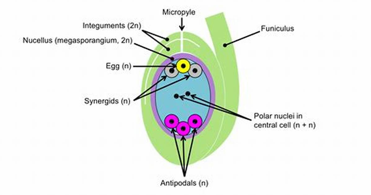 In Polygonum Ovule Is?