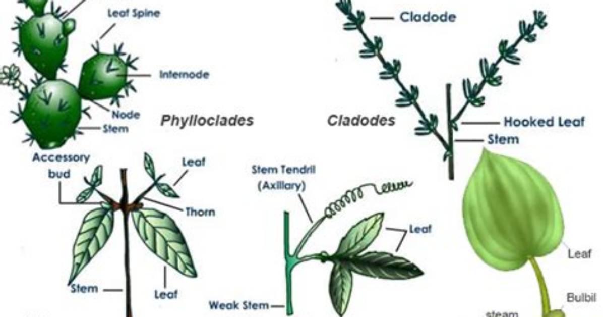 In Ruscus the Stem Modification Is Called?