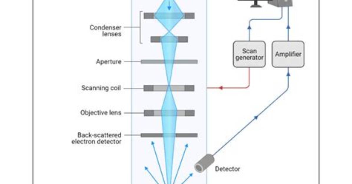 In Scanning Electron Microscopy?