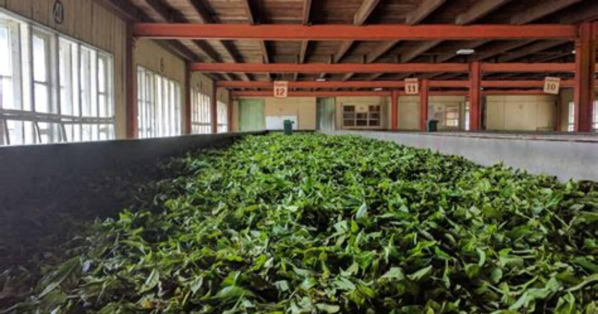 In Tea What Is Withering?