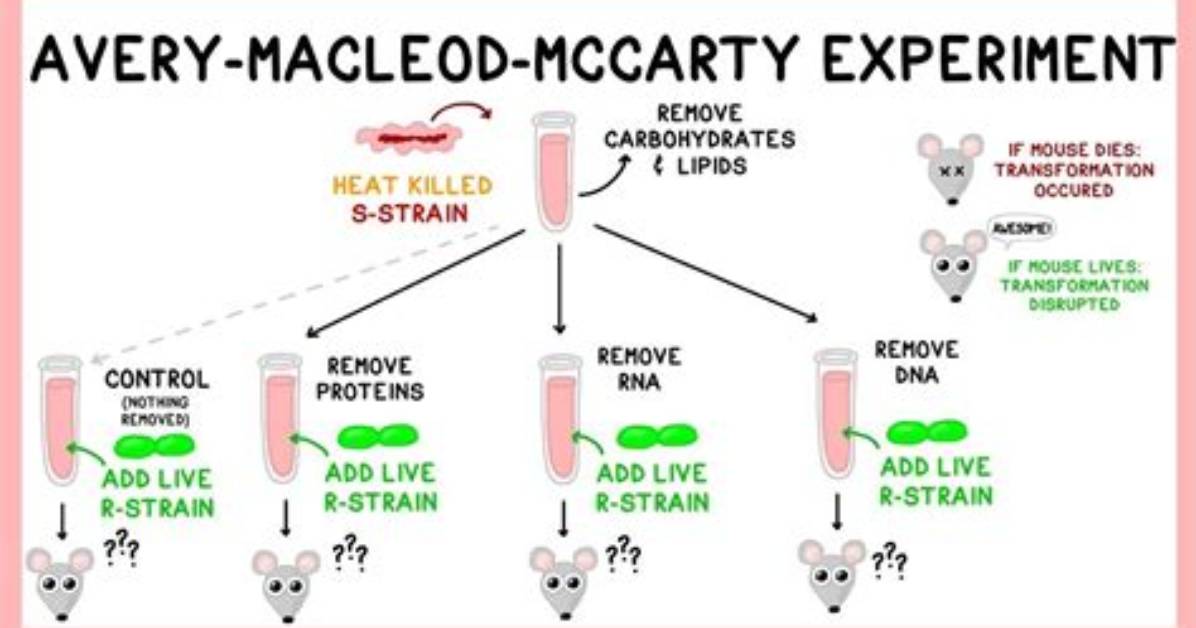 In the Avery Experiment?