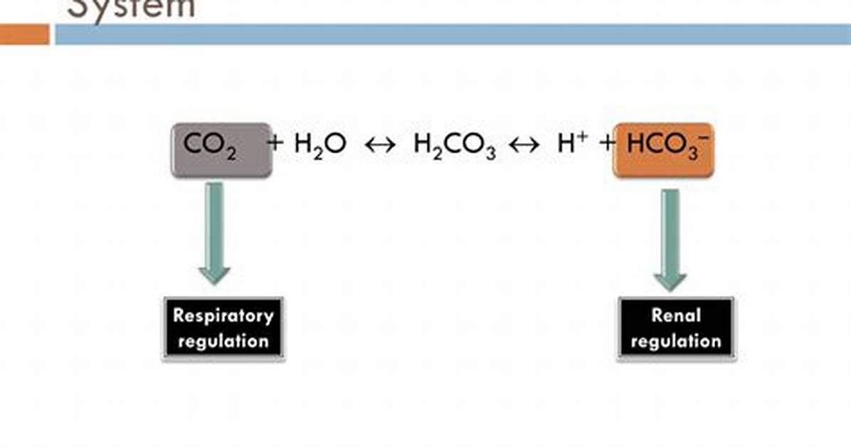 In the Carbonic Acid-Bicarbonate Buffer System?