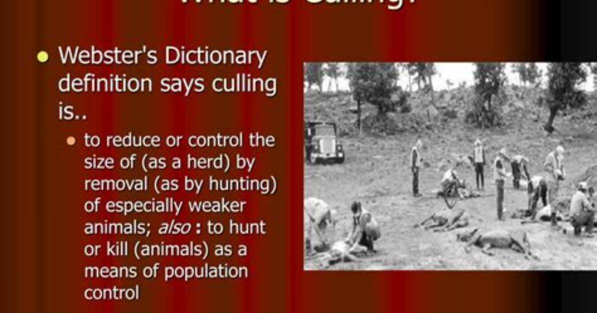 In the Culling Meaning?