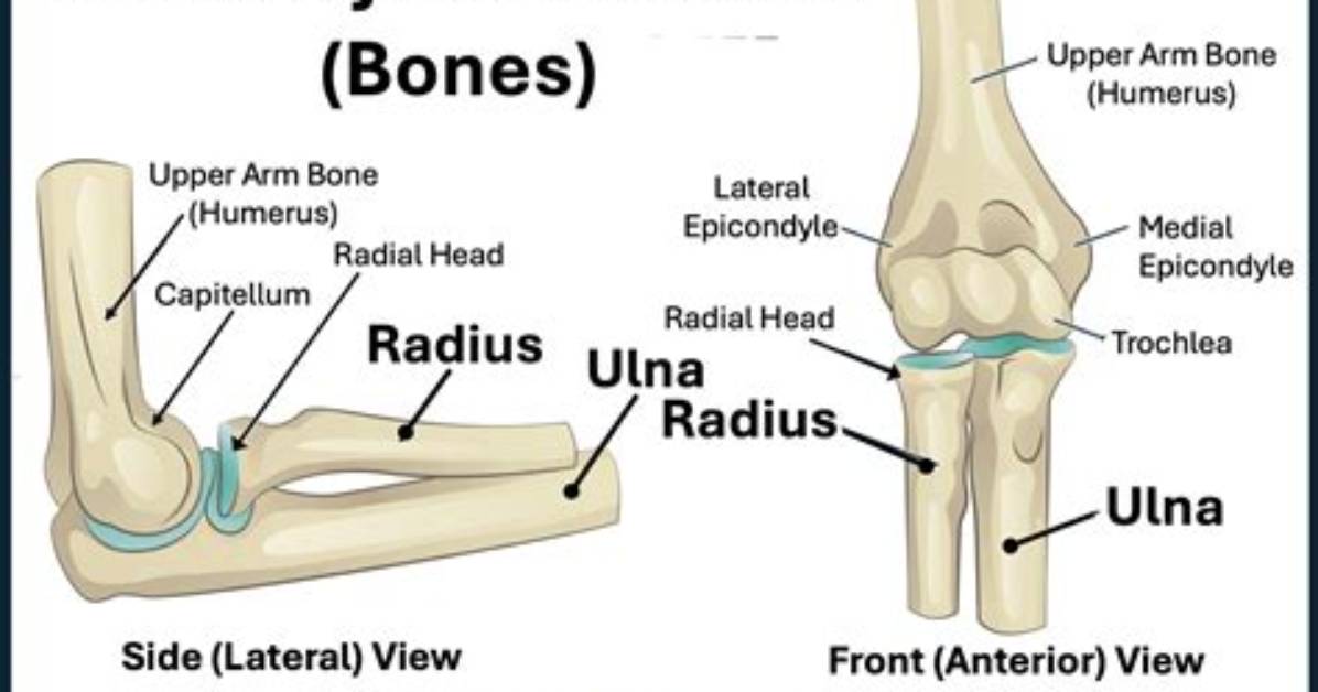 In the Elbow Bone?