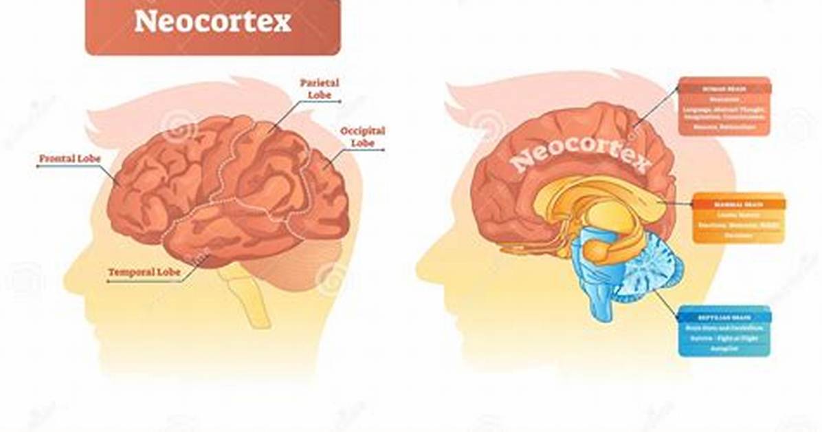 In the Neocortex Neurons?