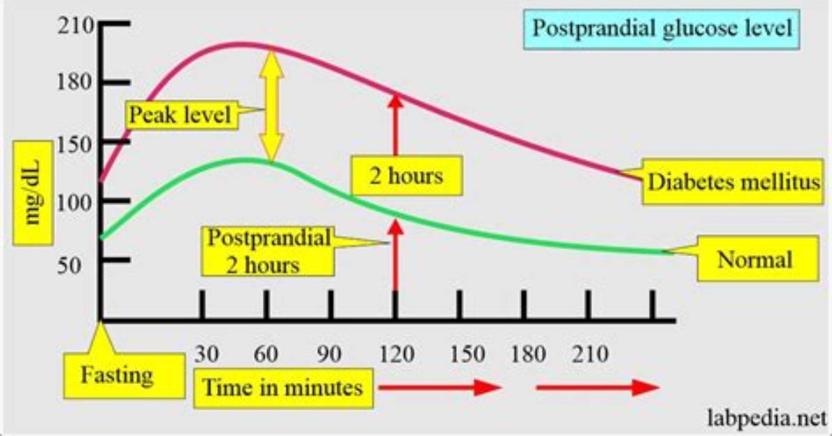 In the Postprandial Phase?