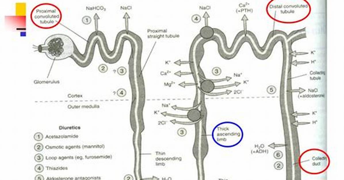 In Thick Ascending Limb?