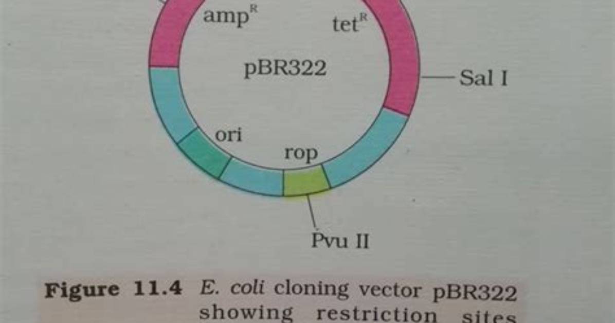 In Vector Pbr322 the Rop Codes for the?