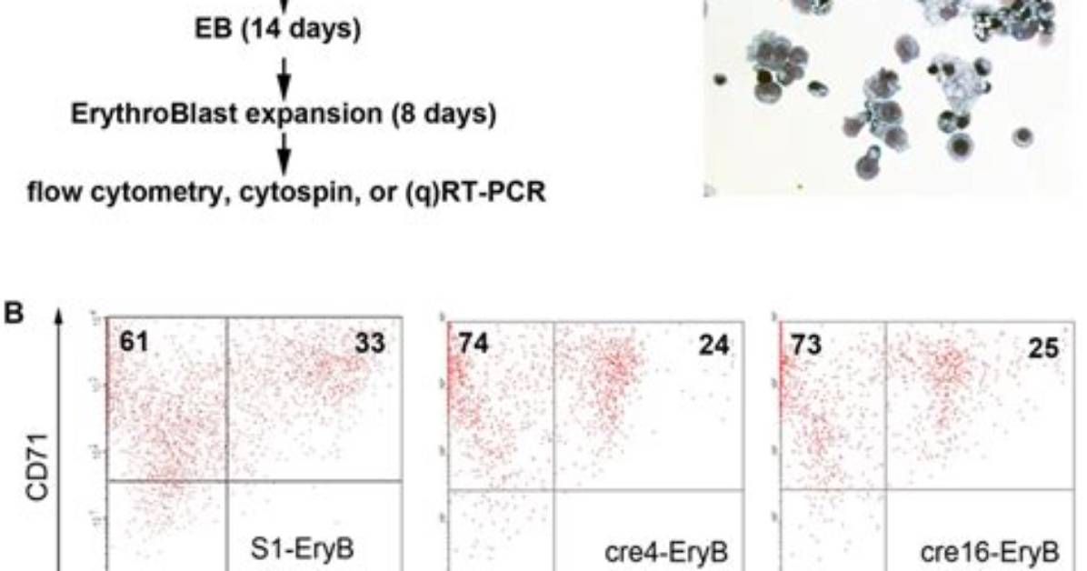 In Vitro Erythroid Differentiation?