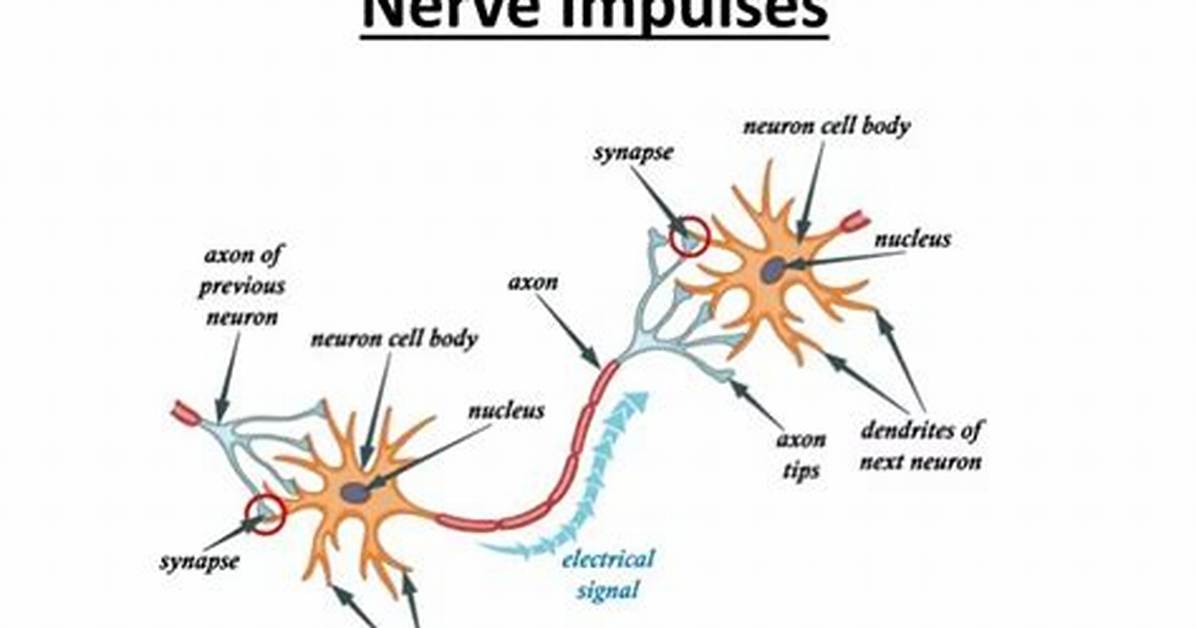 In What Order Does a Nerve Impulse Travel to Cause Inspiration?