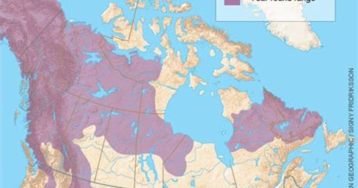 In What States Do Wolverines Live?
