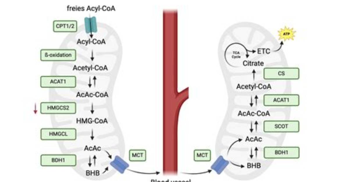 In Which Cell Does Ketogenesis Takes Place?