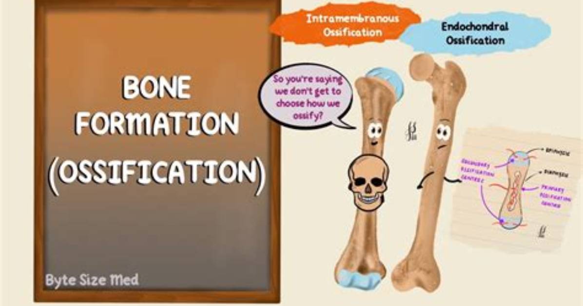In Which Direction Does the Skeleton Ossify?