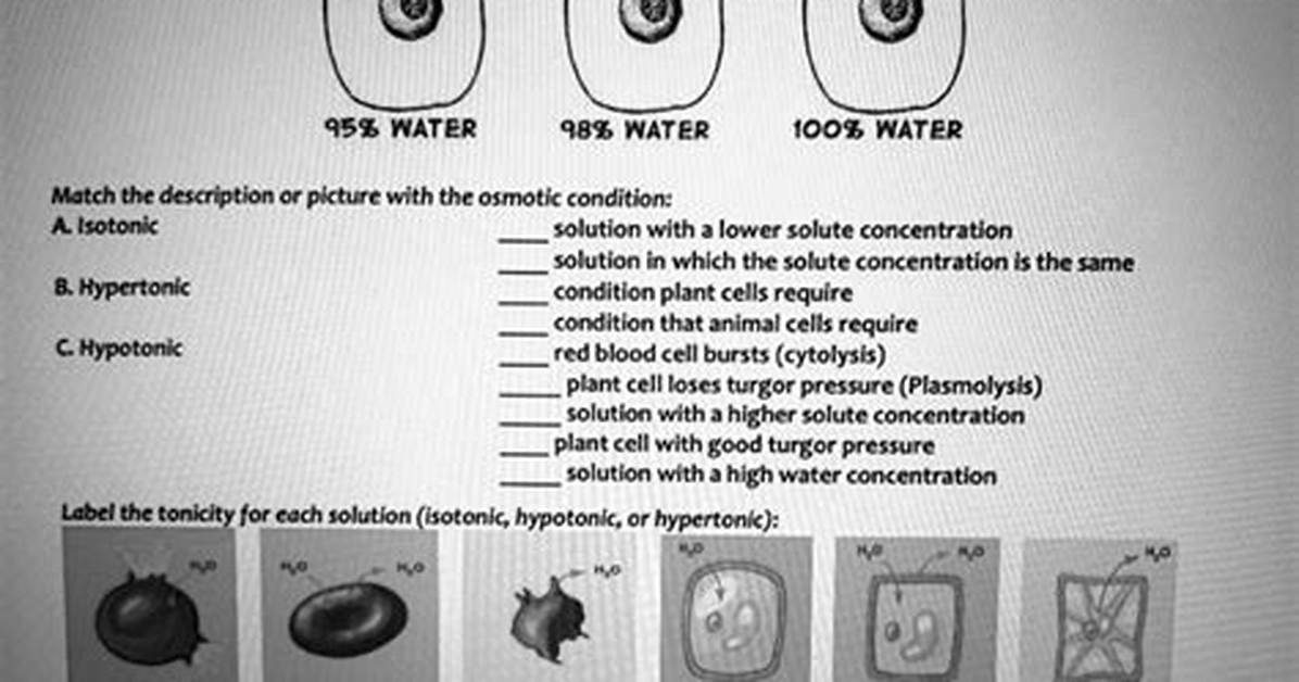 In Which Direction Does Water Move Across Membranes