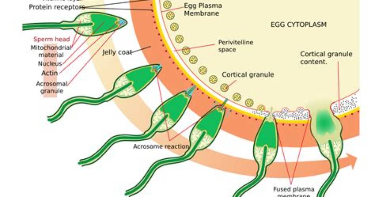 In Which Sperm Are Produced?
