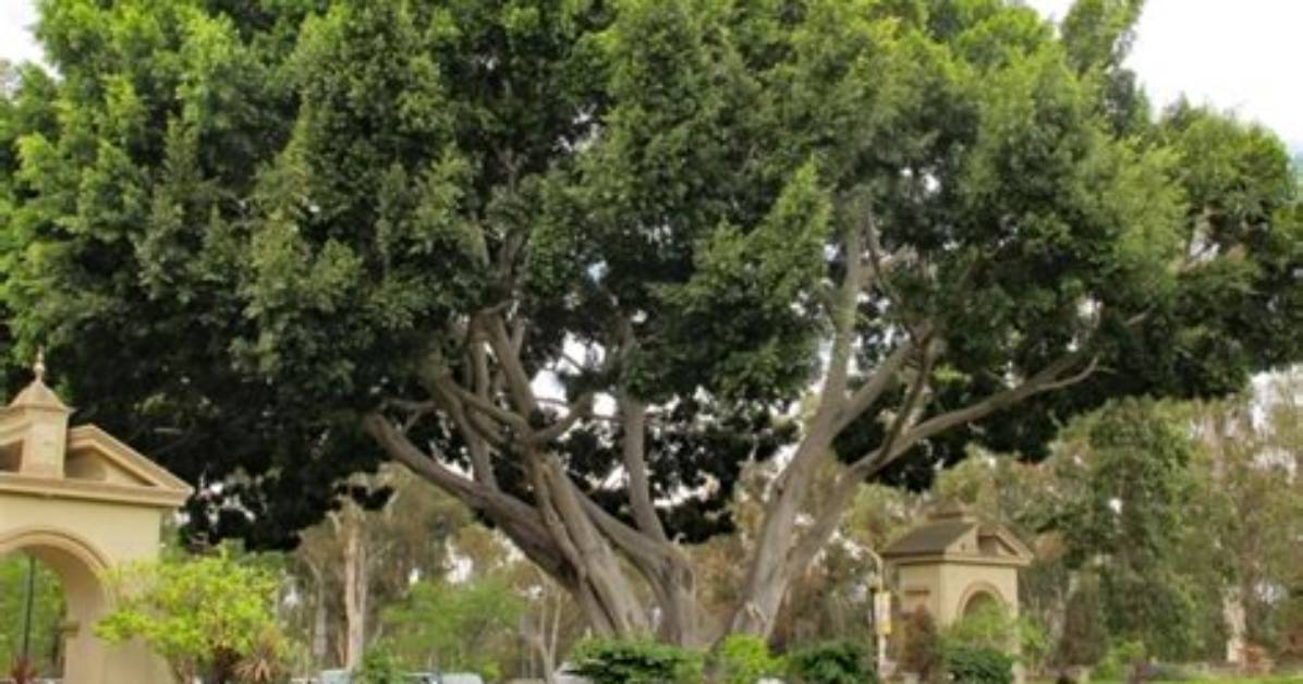 Indian Laurel Tree Problems