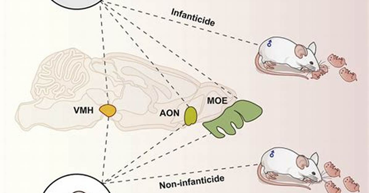 Infanticidal Behavior in Mice?