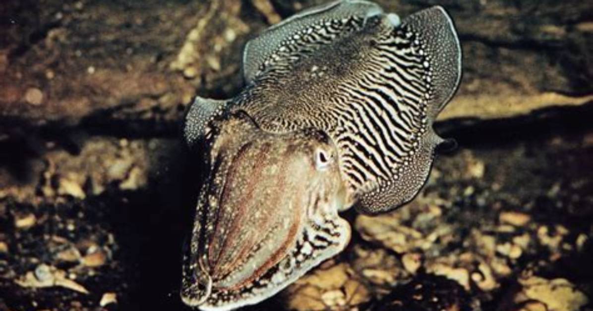 Ink Sac in Cuttlefish?
