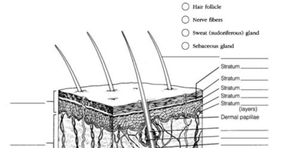 Integumentary System, Skin Structure — Printable Worksheet