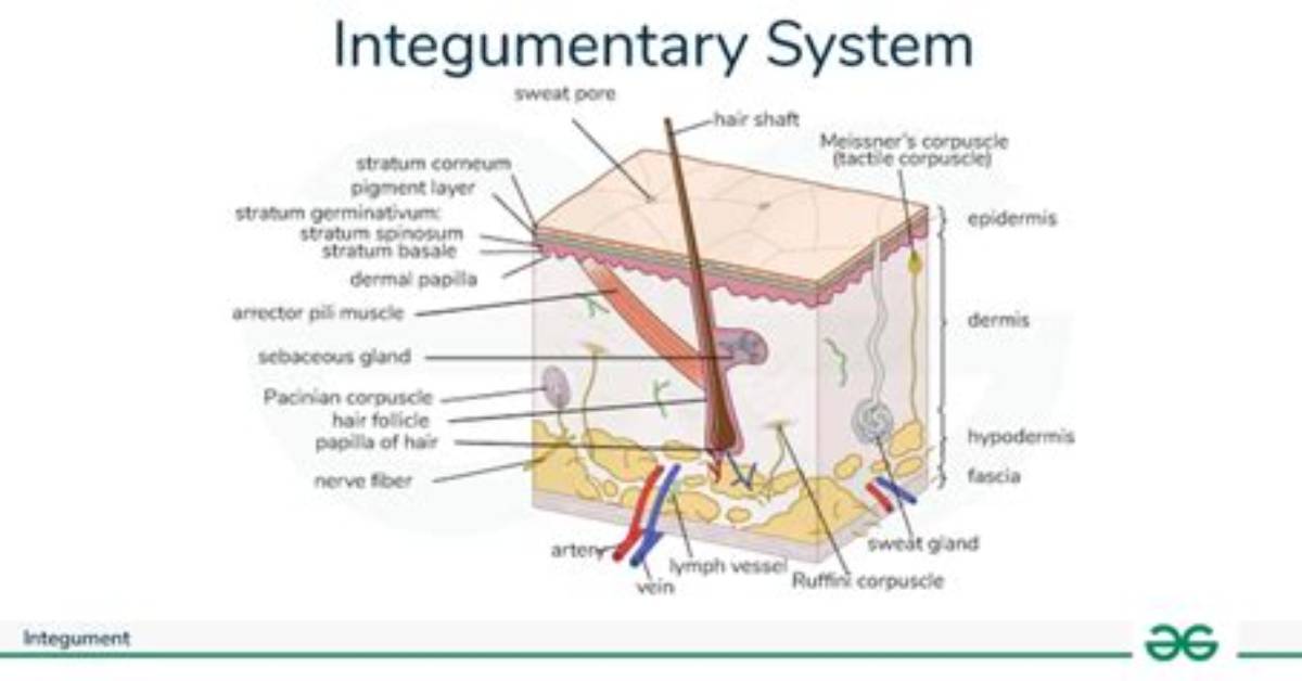 Integuments in the Body?