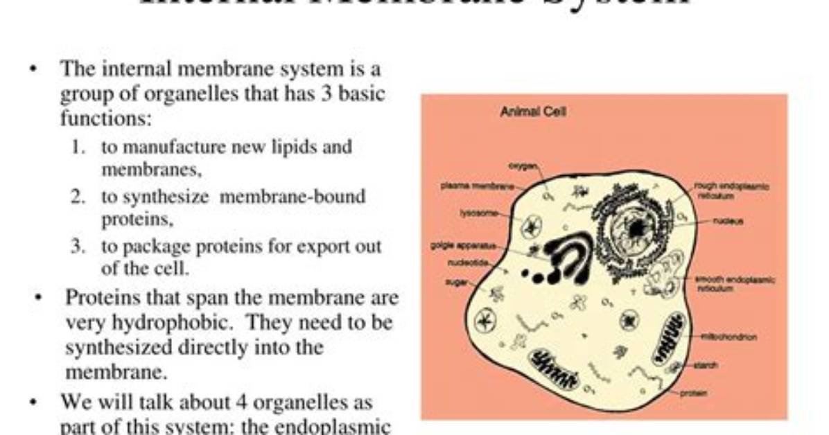 Internal Membrane System