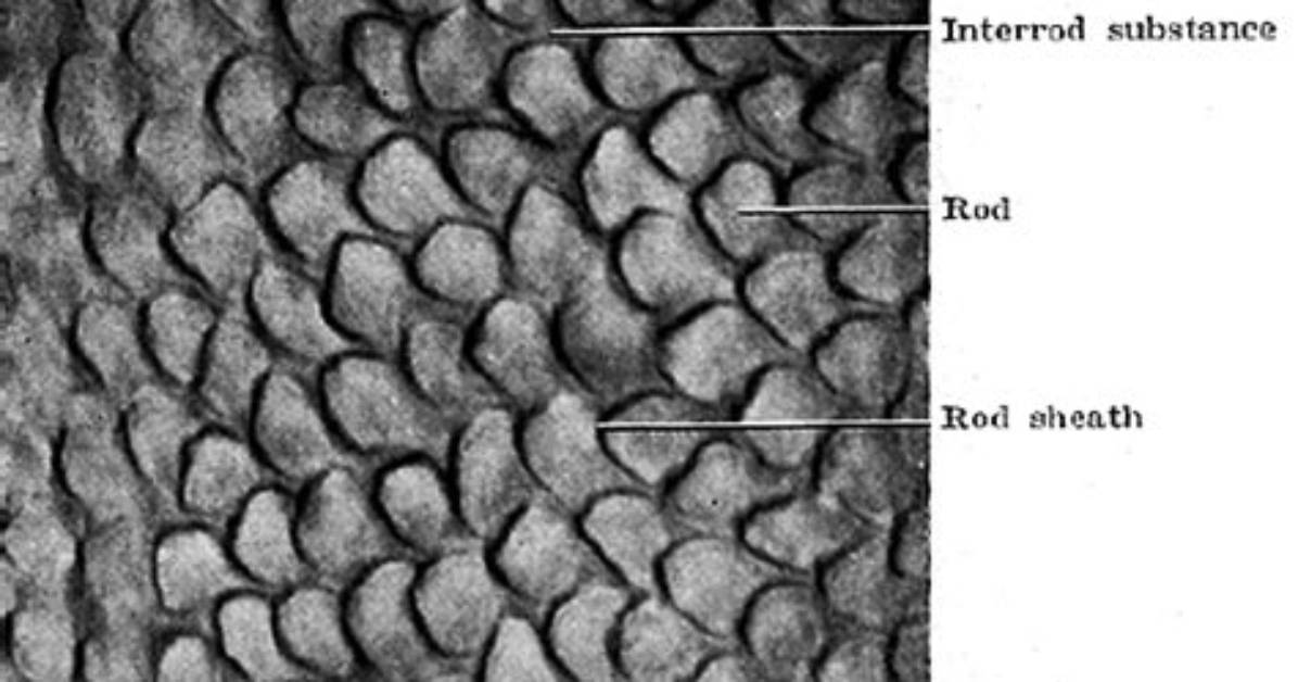 Interprismatic Substance in Tooth?