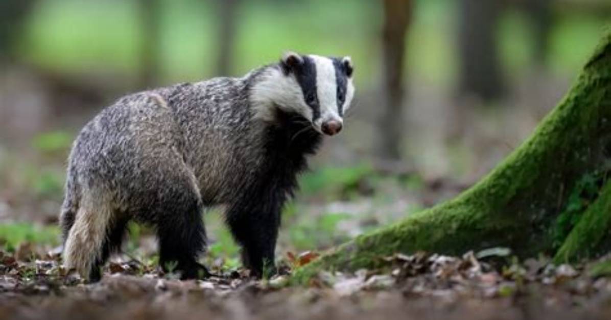 Is a Badger Dangerous