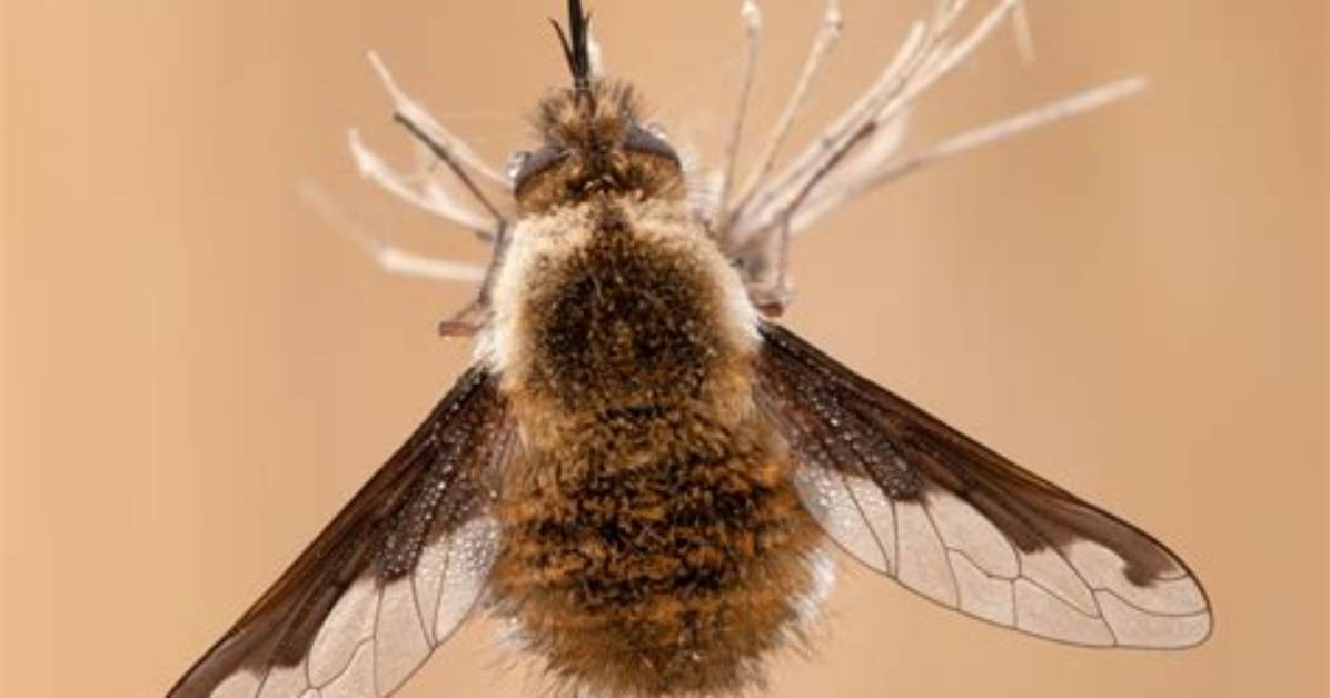 Is a Bee-Fly Rare