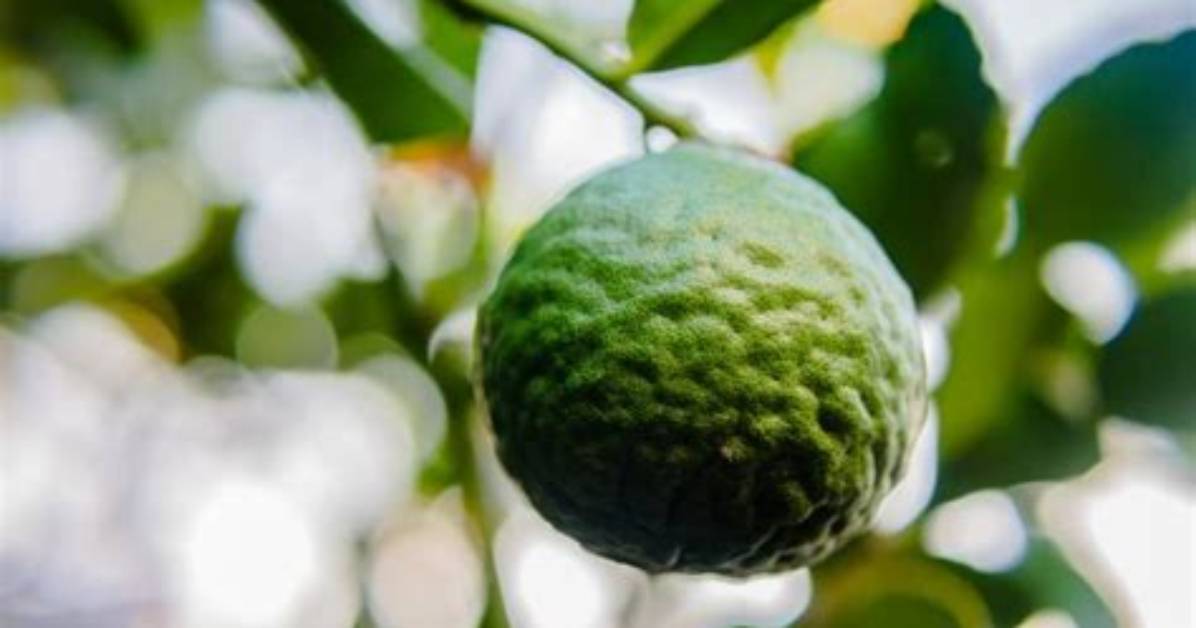 Is a Bergamot Poisonous?
